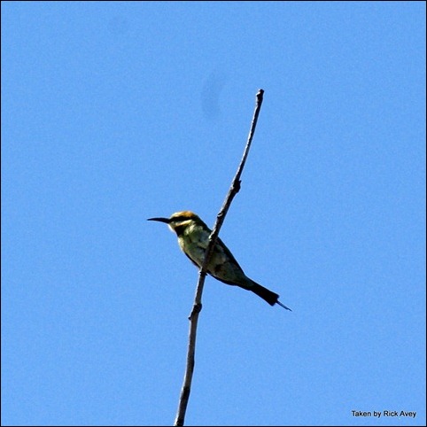 Rainbow Bee Eater at Carmila Beach, QLD