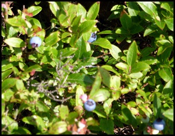 06c - Post 8 to 7 - Conners Nubble - blueberries