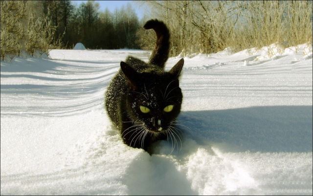 [cats-play-snow-10%255B2%255D.jpg]