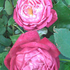 Cramoisi Superieur        1832
