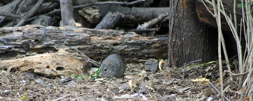 NBC Mouse NBC Mouse