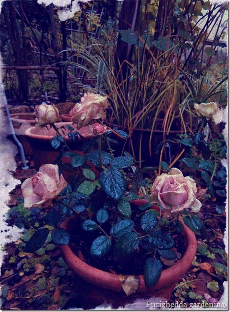 rosa 1