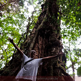 Árvore gigante - Trilha do Boquete Tree Trek Hotel - Boquete - Panamá