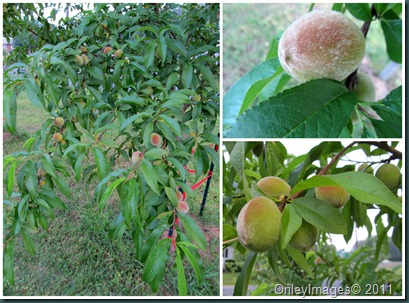 peach tree collage0523