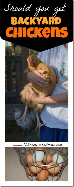should you get backyard chickens should you get backyard chickens