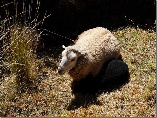 Isla_Taquile_DSC01669 Isla_Taquile_DSC01669
