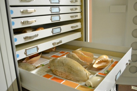 NaturalHistory_20