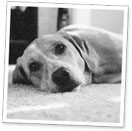 After losing Maggie, their beloved dog of 14 years, Kathy and husband Tom grieved deeply. Some time passed when Tom declared, After losing Maggie, their beloved dog of 14 years, Kathy and husband Tom grieved deeply. Some time passed when Tom declared,