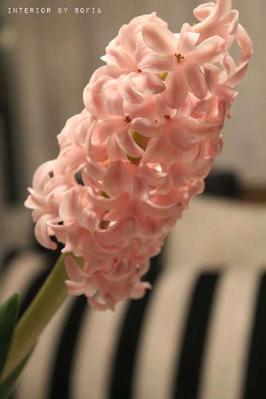 IMG2240 IMG2240