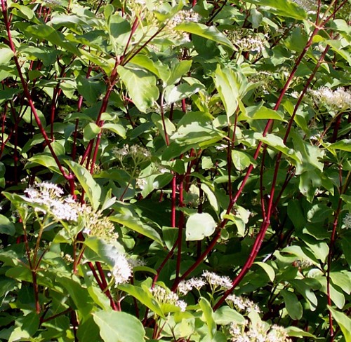Red+twig+dogwood+shrub+pictures