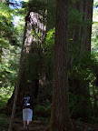 california_sequoia