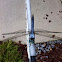 Great Blue Skimmer