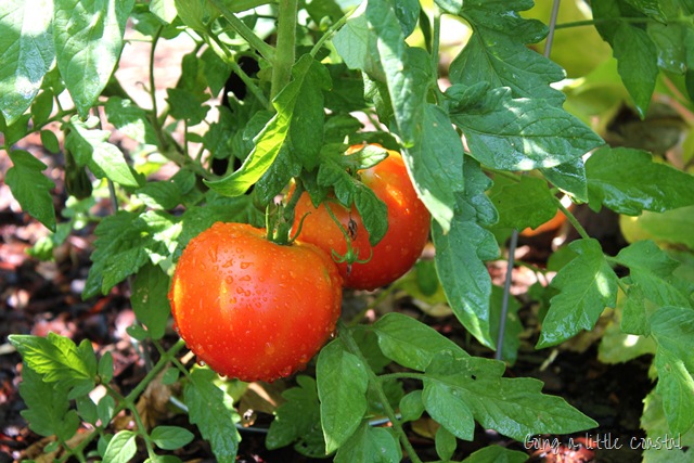 [tomatoes%255B10%255D.jpg]
