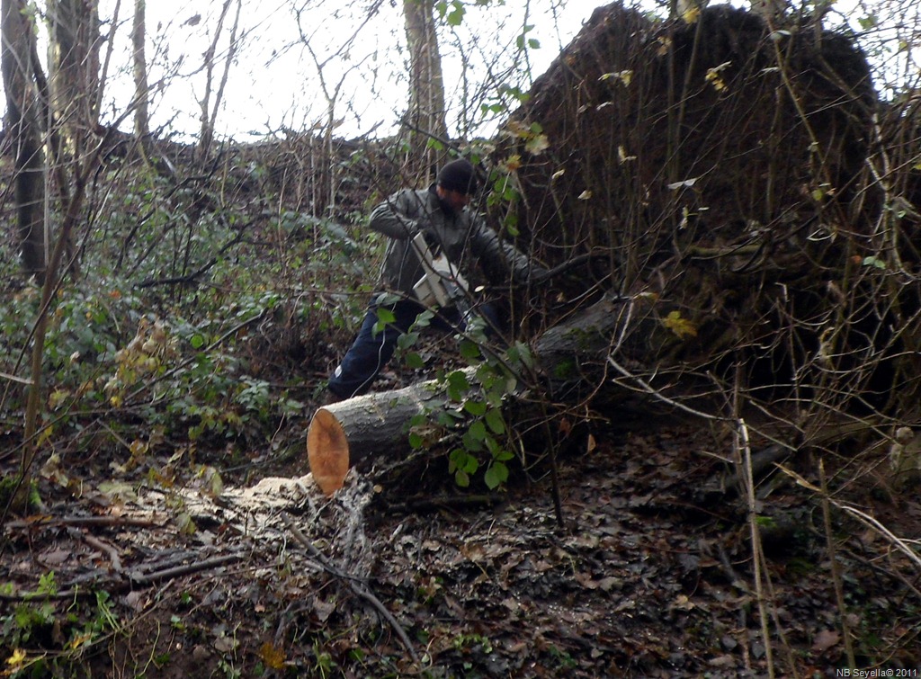 [SAM_0022%2520Lumberjack%255B2%255D.jpg]
