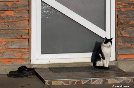 Creasta Nordica a Pietrei Craiului