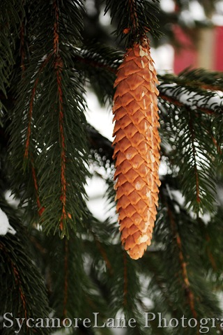 [pinecone19.jpg]