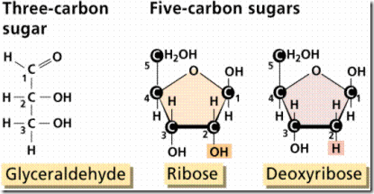 Three carbon carbohydrates Three carbon carbohydrates