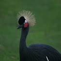 Black Crowned Crane