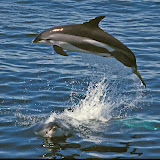 Atlantic white-sided dolphins