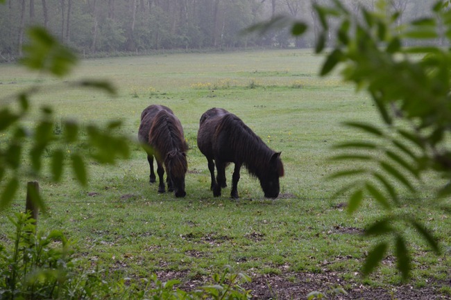 DSC_1258 DSC_1258