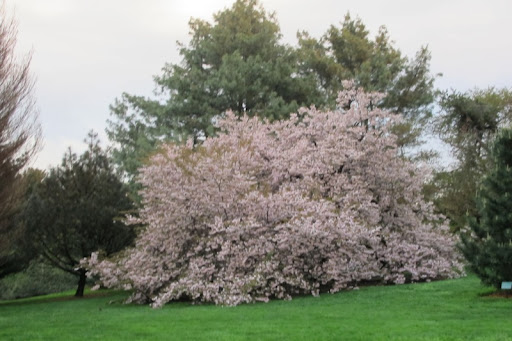 The smell of these blossoms was not to be believed.