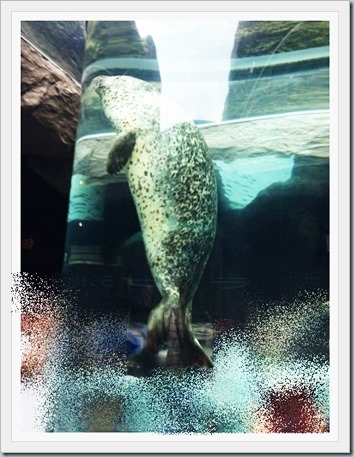 9527479797_bffe847a59_o