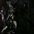 (6_of_25)-2.jpg