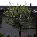 Kirsikkapuu