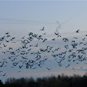 Snow Geese