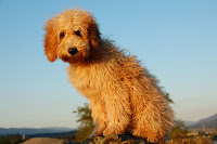 Hey Gorgeous Catalena,<br />
apricot labradoodle.
