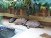National Zoo in August
