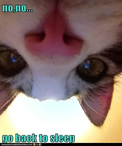 [funny-pictures-lolcats-ill-just-stay-here-watching2%255B2%255D.jpg]