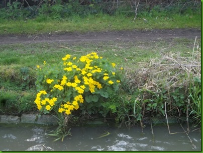 038  Marsh Marigold responding to the Sun's warmth