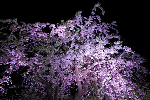 香川 3/29-4/7】大名庭園 栗林公園、春のライトアップ – [Kagawa