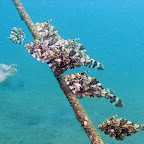 File fish (Secret Bay, North Bali)