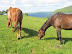 Horses on the shores of the Bras d'Or Lake.