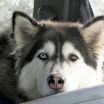 Bi-Eyed Beauty.jpg