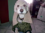 RAMIRO fue adoptado en el 2009 y es el consentido de casa
