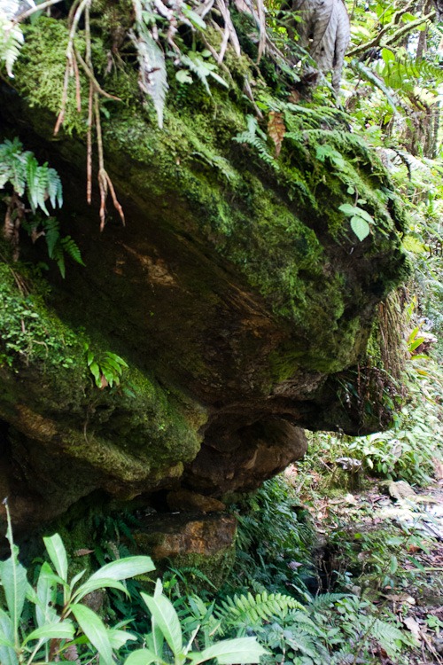 [El-Yunque-Rainforest-blog-245.jpg]