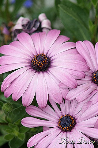 [Osteospermum2%255B7%255D.jpg]