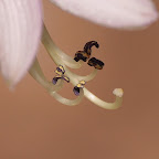 Macros