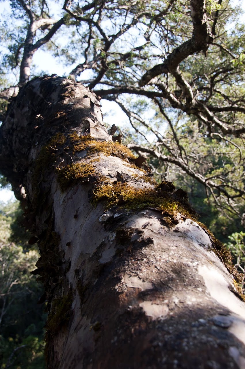 Tsitsikamma tree