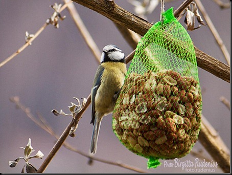 birds_20120304_bluetit1