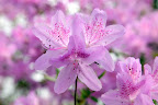 This variety is commonly referred to as George Taber.  Franny, did you know there are over 10,000 cultivated varieties of Azaleas?