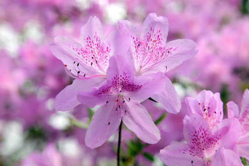 This variety is commonly referred to as George Taber.  Franny, did you know there are over 10,000 cultivated varieties of Azaleas?