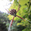 Silver Argiope
