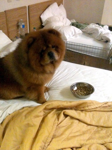 I'm really trying not to let my Best of Breed win at the Westminster Dog Show get to my head, but I am getting used to being pampered! I now take my breakfast in bed! That's right - in a bed! I'm really trying not to let my Best of Breed win at the Westminster Dog Show get to my head, but I am getting used to being pampered! I now take my breakfast in bed! That's right - in a bed!