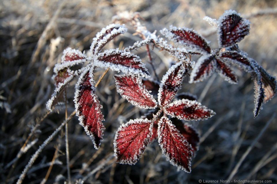 [Frost%2520covered%2520leaves%2520New%2520Zealand%255B2%255D.jpg]