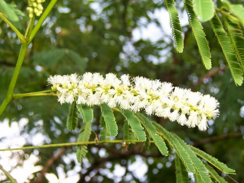 [Acacia%2520catechu%255B3%255D.jpg]