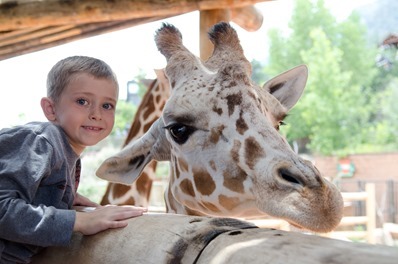 zoo-11